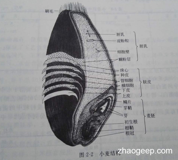 液壓榨油機二次壓榨小麥胚制油工藝