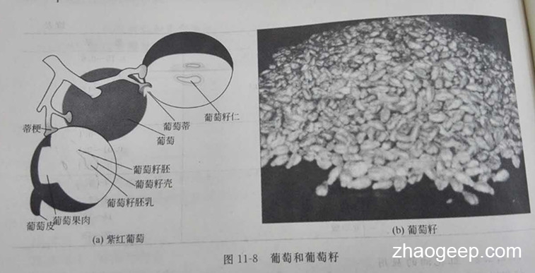 兆格環保液壓榨油機制取葡萄籽油工藝