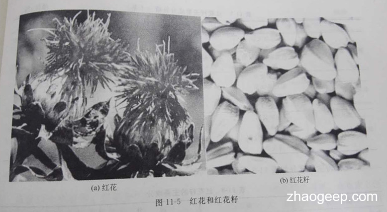 兆格環保液壓榨油機制取紅花籽油工藝